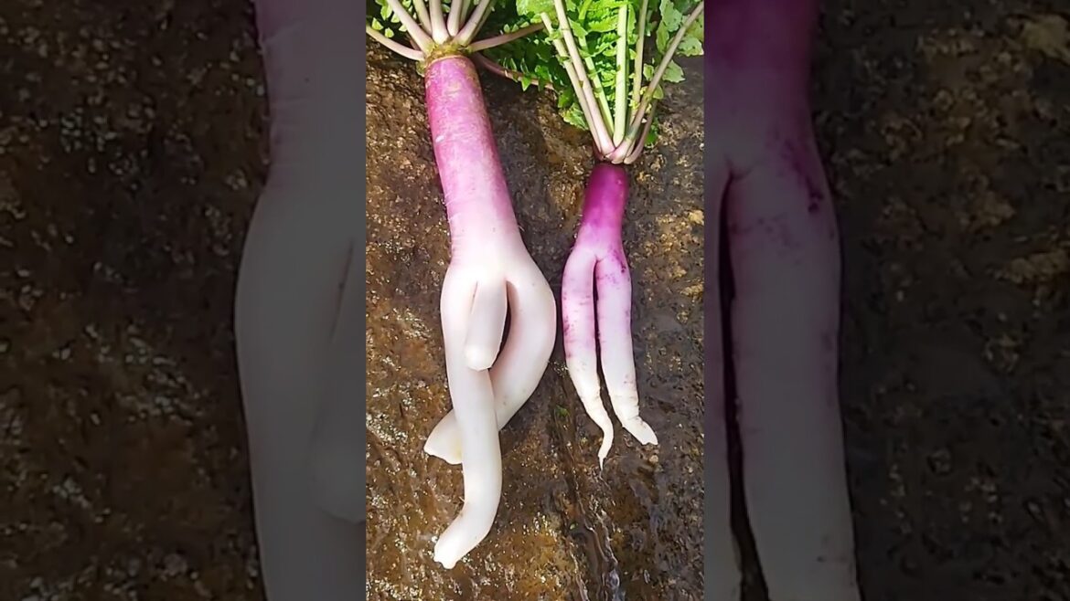 muli phylla #plant #gardening #viral #vegetablegardening #viralvideo