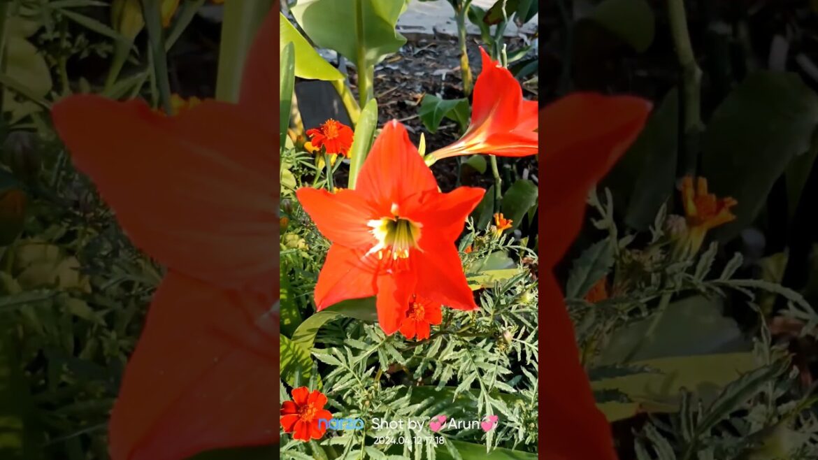 Master Gardener Tips: फूलों का ख्याल रखने के टिप्स Master Gardener Tips: फूलों का ख्याल रखने के टिप्स