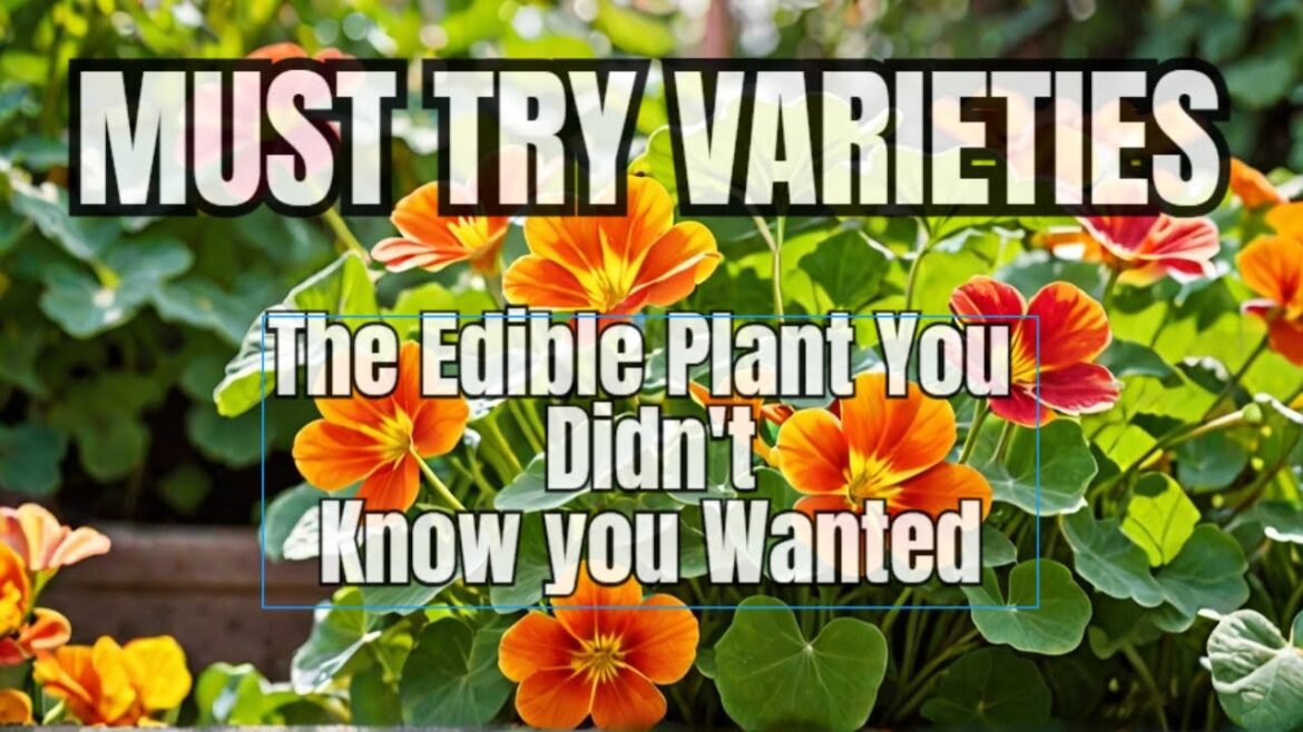 Nasturtiums: The Plant You NEED in Your Garden – Must Try Varieties Nasturtiums: The Plant You NEED in Your Garden - Must Try Varieties
