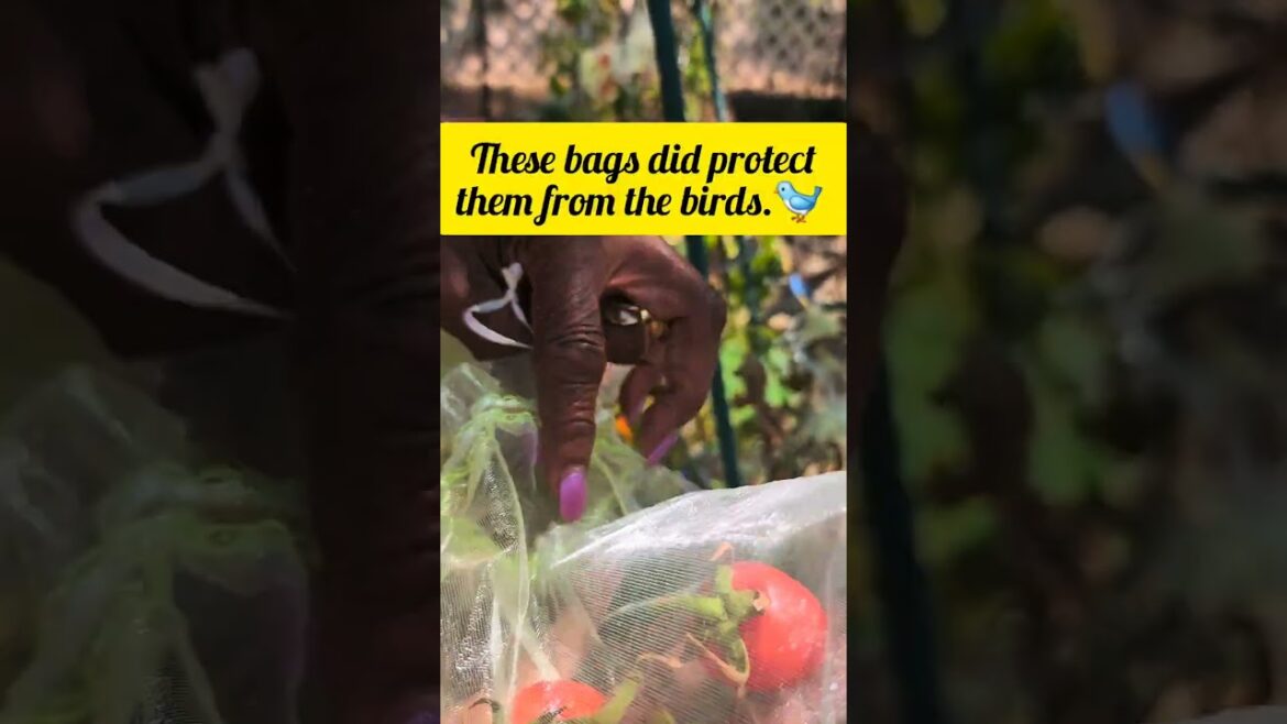 Goodbye, Tomato Container Garden: Our Final Harvest! #tomatoharvest #shorts #gardening