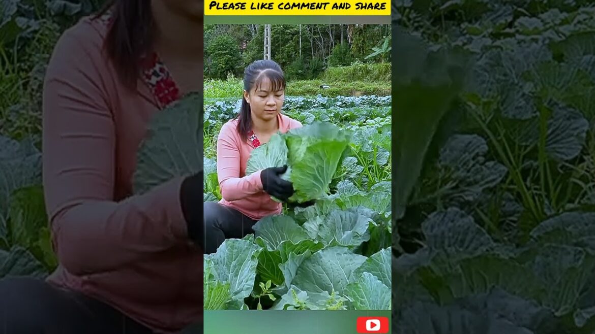 24 Hours: 11 Short Fruit Adventures S38 πππ #shorts #freshfruits #hmoodtsabchannel 24 Hours: 11 Short Fruit Adventures S38 πππ #shorts #freshfruits #hmoodtsabchannel