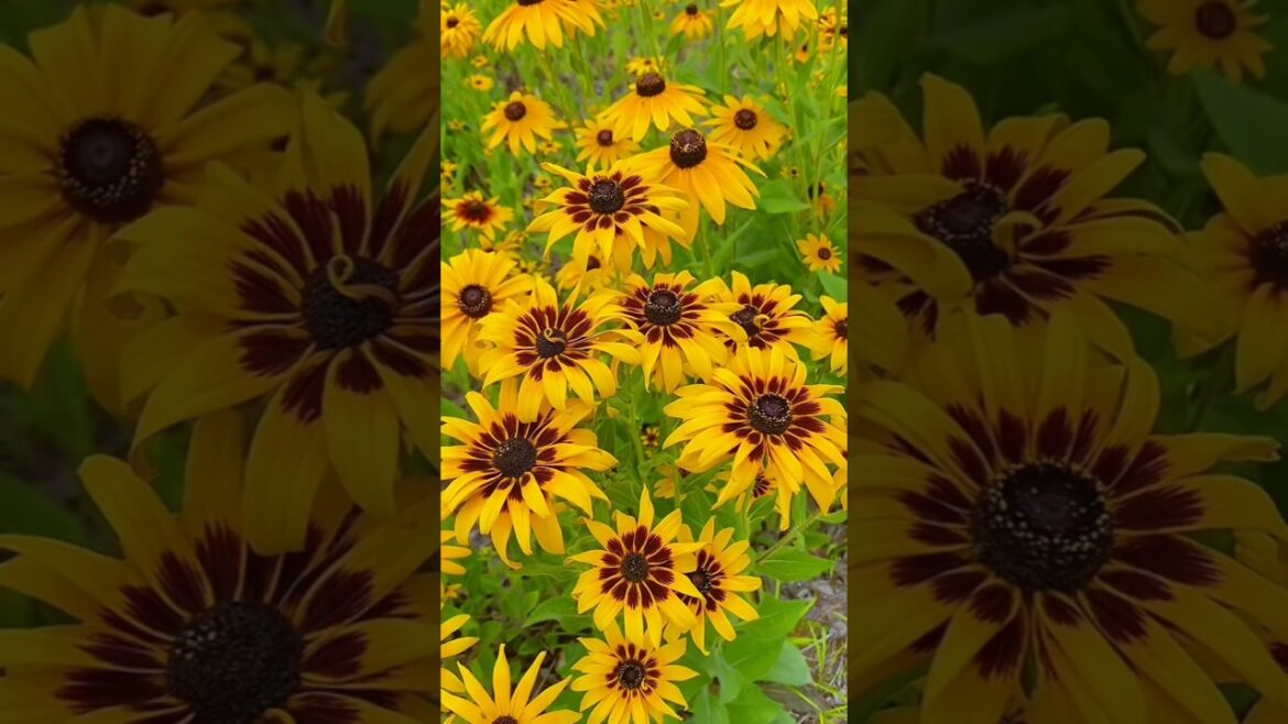 Rudbeckia flower #shorts #whatsapp #status #flowers