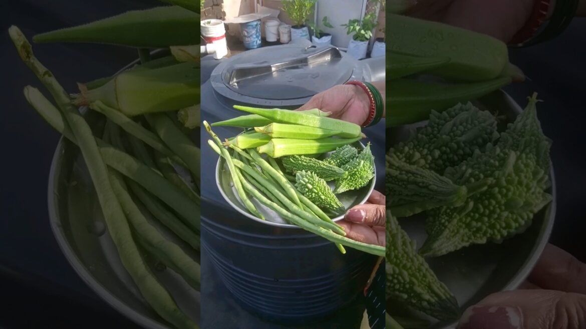 Harvesting Vegetable #shorts #gardening #terrace #viral