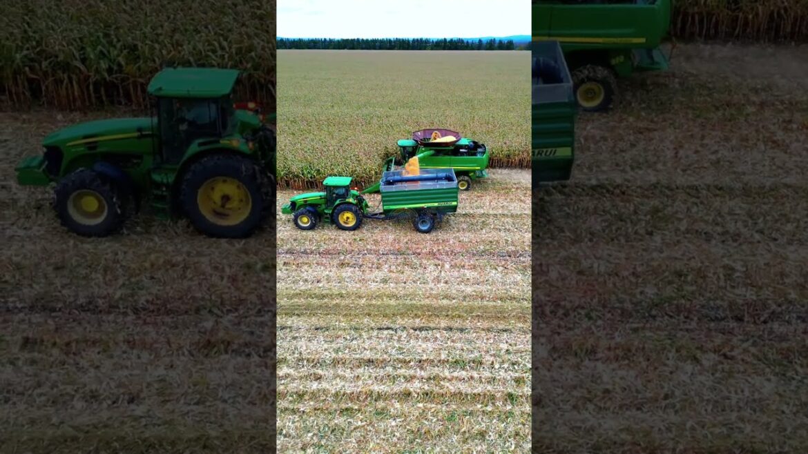 A Gardener's Dream Come True | Tomato Harvest #shorts #agriculture #agriculturalmachinery