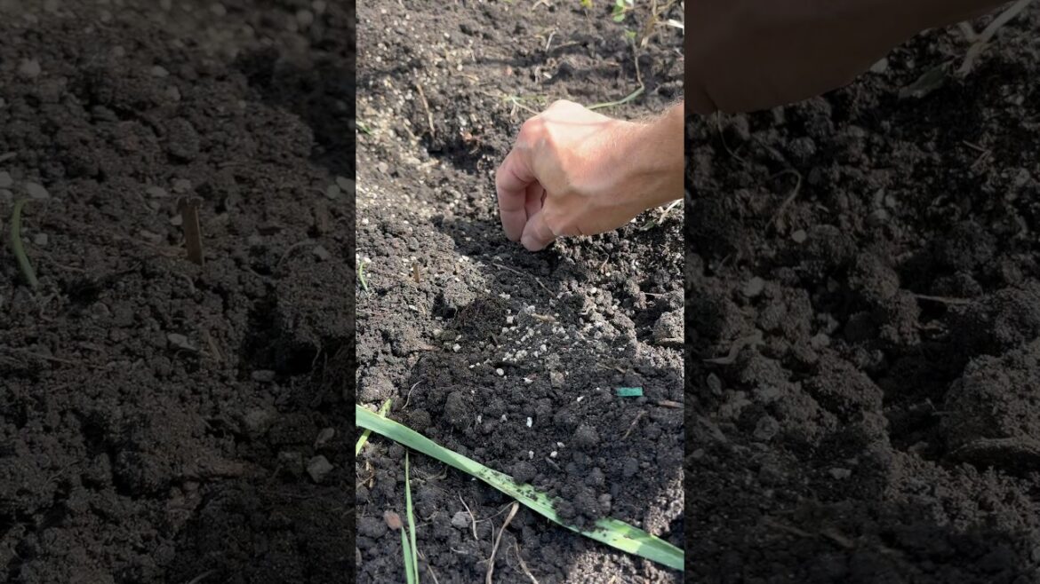 Planting Peas Now for a Fall Harvest #vegetablegardening #gardening #fallplanting