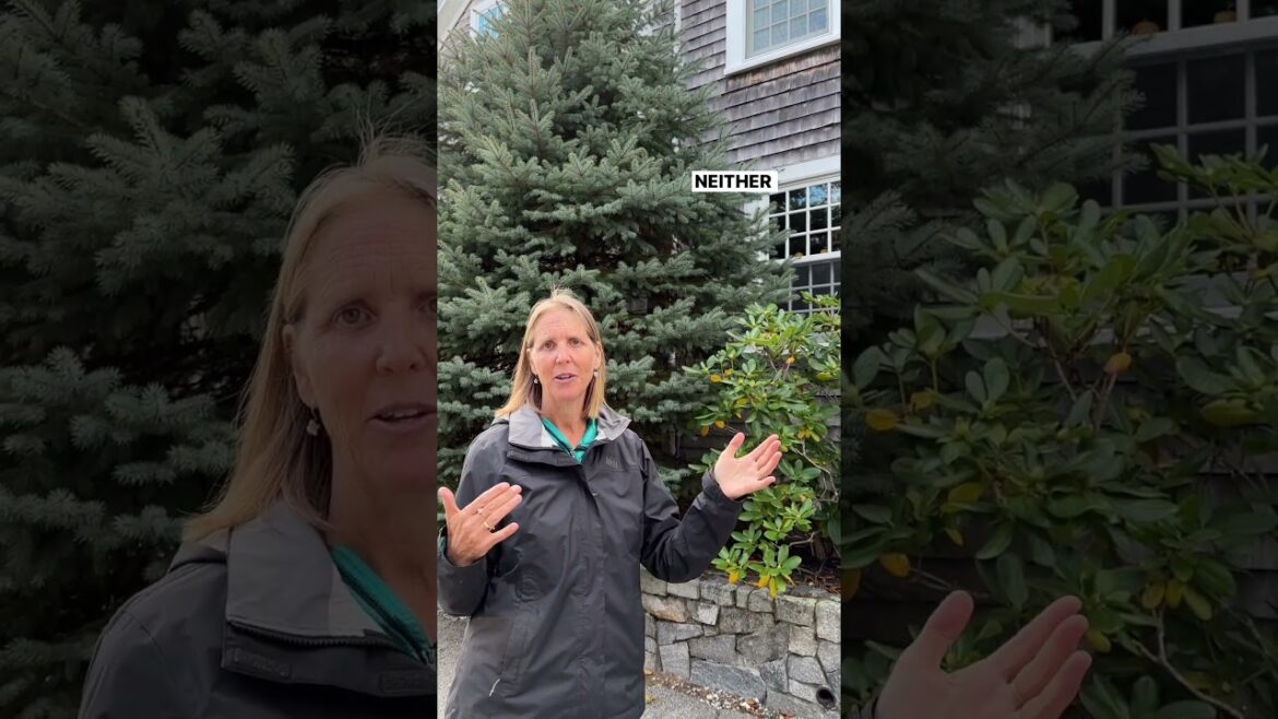 Don’t Plant Trees Too Close To The House! Don't Plant Trees Too Close To The House!