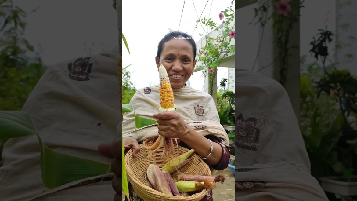 Organic Indian Corn🌽Harvesting🔥 Container Gardening🌿गमले से मक्का हार्वेस्ट✨#ashasgardenstory#shorts