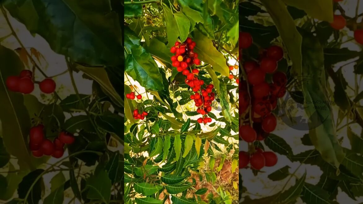 Colourful Mystery Fruit Is This Fruit Edible? #shorts #shortsvideo #fruit #isthisfruitedible