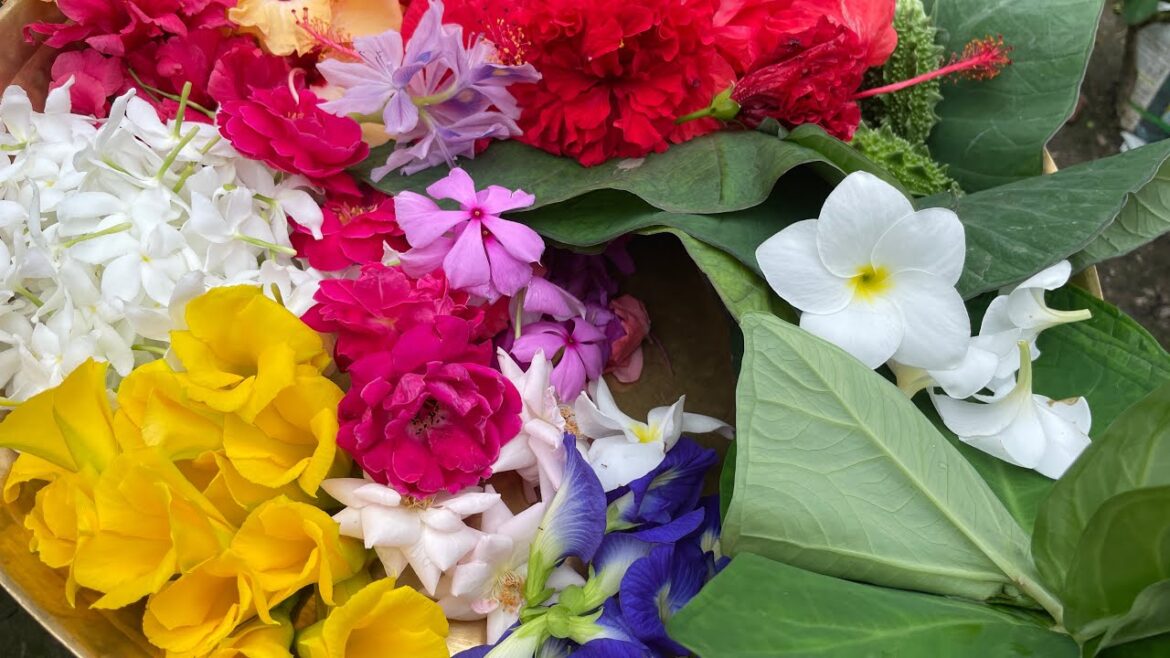 Flower harvesting 😍🌺small plant update 🥒