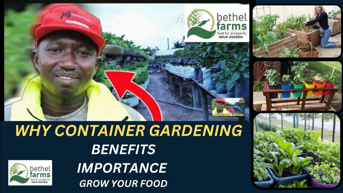 WHY CONTAINER GARDENING? Beginners, Benefits, importance, Grow your own food.#containergardening WHY CONTAINER GARDENING? Beginners, Benefits, importance, Grow your own food.#containergardening