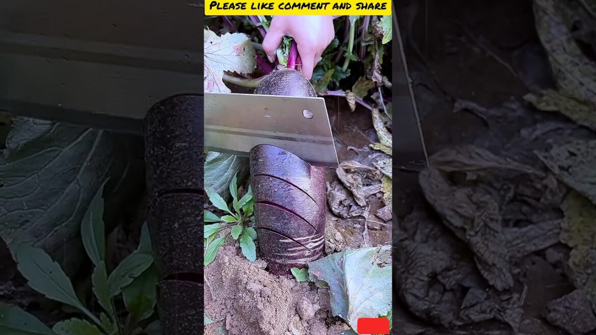 🍋🍏 The Ultimate Cutting Showdown S24 🍌🍇 |#shorts #shortsfeed #hmoodtsabchannel