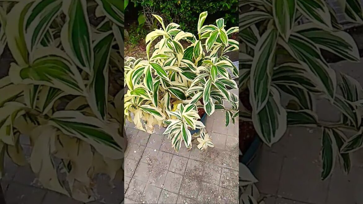 Crystal Tree Plans #music #garden #natureView