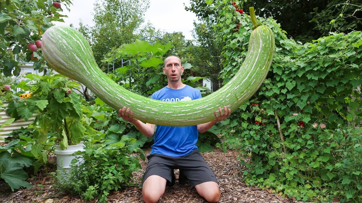 James Prigioni: This Squash Defies the Laws of Nature! 😮 This Squash Defies the Laws of Nature! 😮