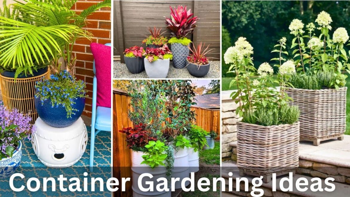 Container Gardening Ideas | unique container gardening ideas |CONTAINER GARDENING #garden#planter Container Gardening Ideas | unique container gardening ideas |CONTAINER GARDENING #garden#planter