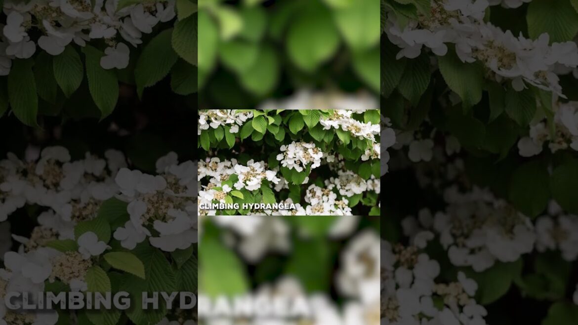 Low Maintenance Vines for Busy Gardeners #gardening #gardener #shorts_