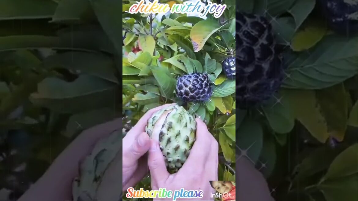 π Unbelievable Fruit Cutting Skills That Will WOW You! ππ”|#shorts #freshfruits #doremonfruits π Unbelievable Fruit Cutting Skills That Will WOW You! ππ"|#shorts #freshfruits #doremonfruits