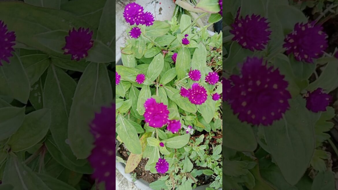 रंगबिरंगी फुलो के पौधे लगाये किसी भी मौसम मे#garden #shorts#trending #plants#flowers रंगबिरंगी फुलो के पौधे लगाये किसी भी मौसम मे#garden #shorts#trending #plants#flowers