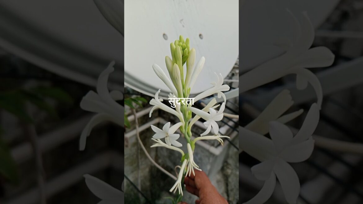 The Surprising Happiness of Houseplants#gardening #shorts#trending#indoorplants