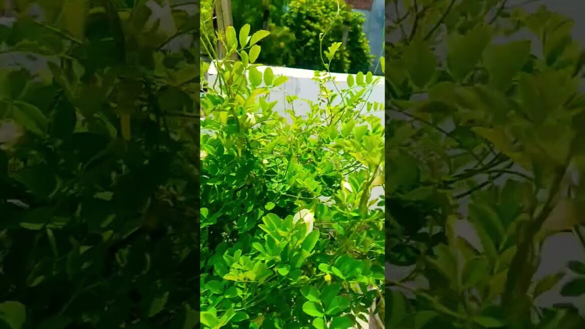 अपराजिता के पौधे पर फूल आ रहे हैं#Aprajitaceartips #shortsvideo #gardening #nature #homegardening अपराजिता के पौधे पर फूल आ रहे हैं#Aprajitaceartips #shortsvideo #gardening #nature #homegardening