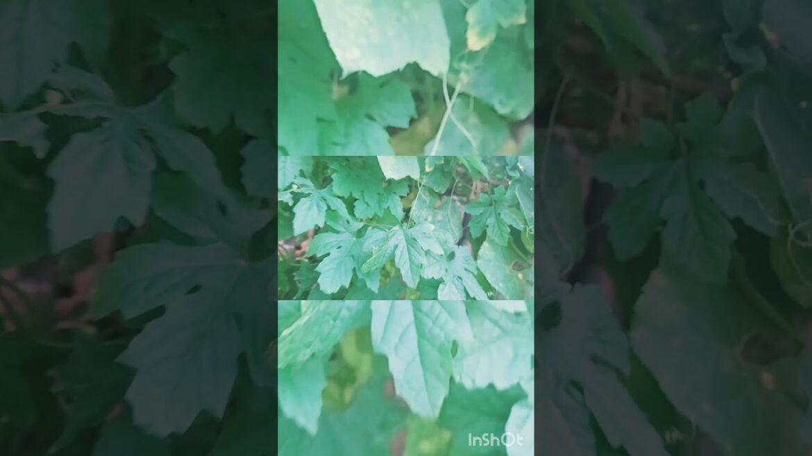 Creative Terrace Garden Ideas & Inspiring Stories |creative Creative Terrace Garden Ideas & Inspiring Stories |creative