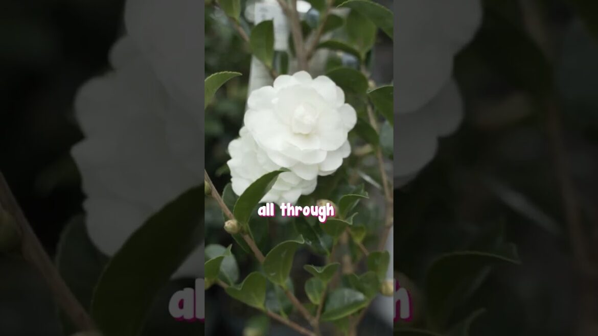 Don't miss out on adding Avalanche Camellia to your garden collection!🌼