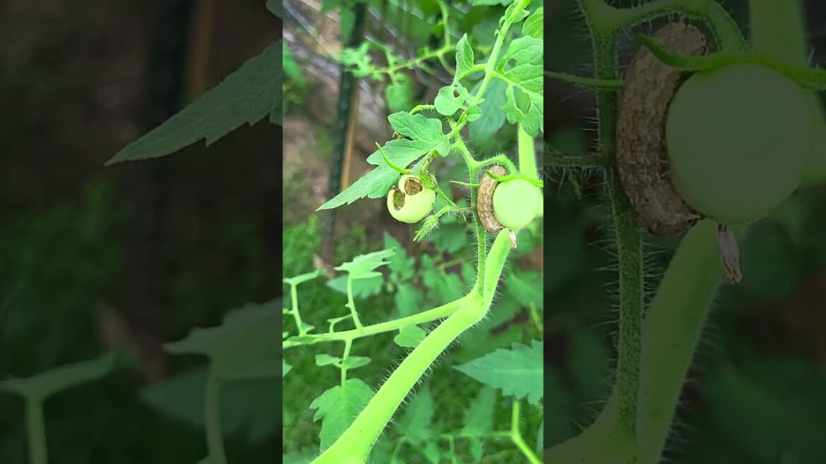 WORMS EATING MY TOMATOES!! #garden #backyardvegetablegarden #vegetablegardening #tomato