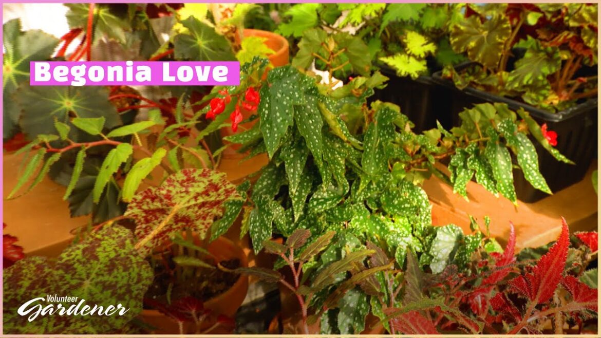 Begonias: So Much to Love | Volunteer Gardener Begonias: So Much to Love | Volunteer Gardener