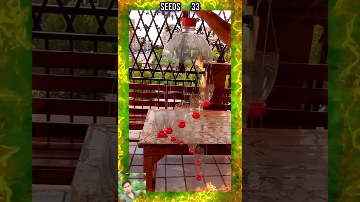 hanging garden | ঝুলন্ত বাগান | #shorts #seedsplants33 hanging garden | ঝুলন্ত বাগান | #shorts #seedsplants33