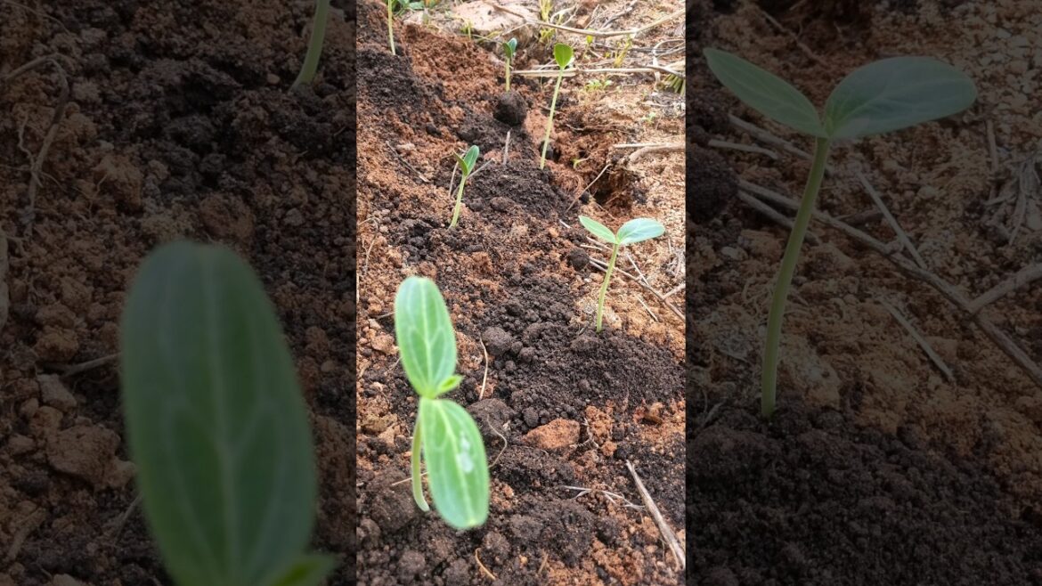 Long Gourd seeds germination Part-2 (S-038) #shorts #nature #youtubeshorts #gardening #plants