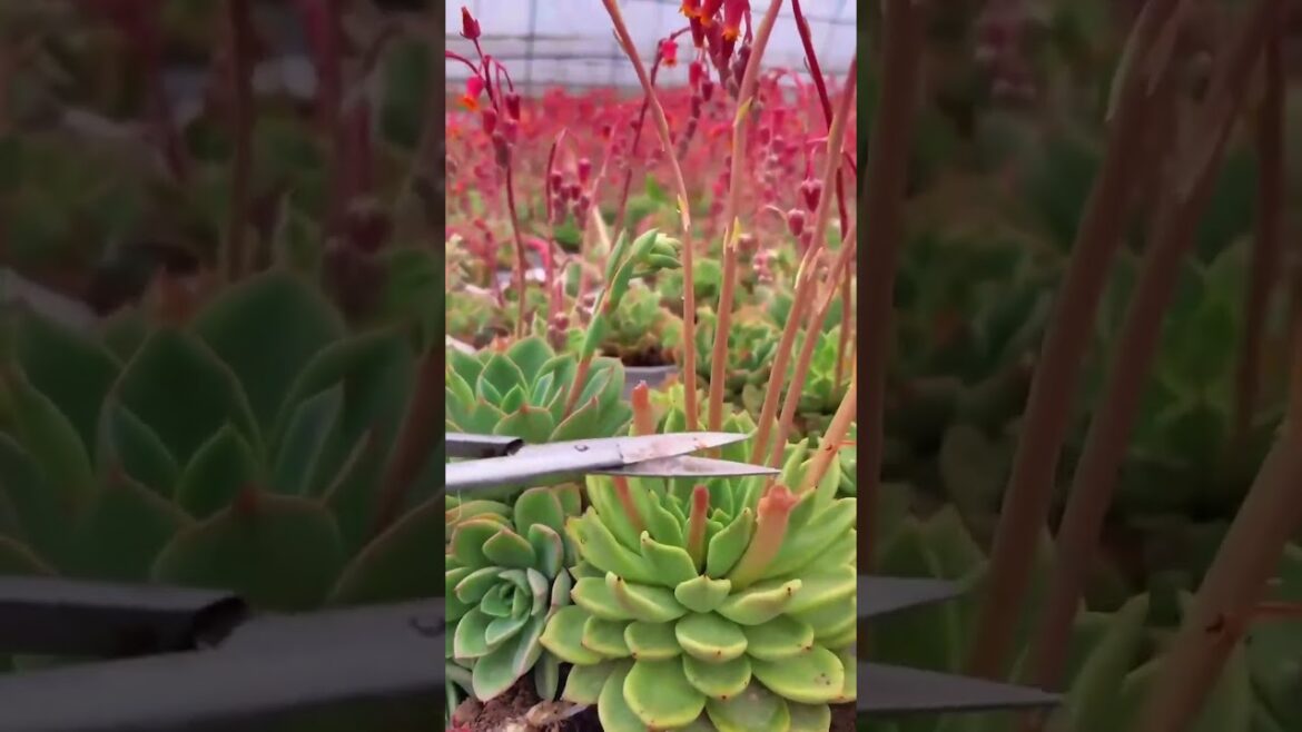 Beyond the Garden Gate 🌸 Discover the Hidden Trends Shaping 2024! Beyond the Garden Gate 🌸 Discover the Hidden Trends Shaping 2024!