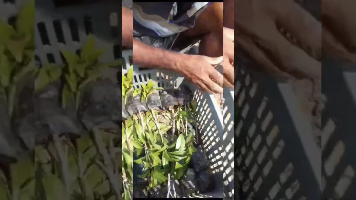 THAI CHIKOO PARCEL.CALL-8436202011 #fruit #nature #gardening  #farming #garden #food#shorts