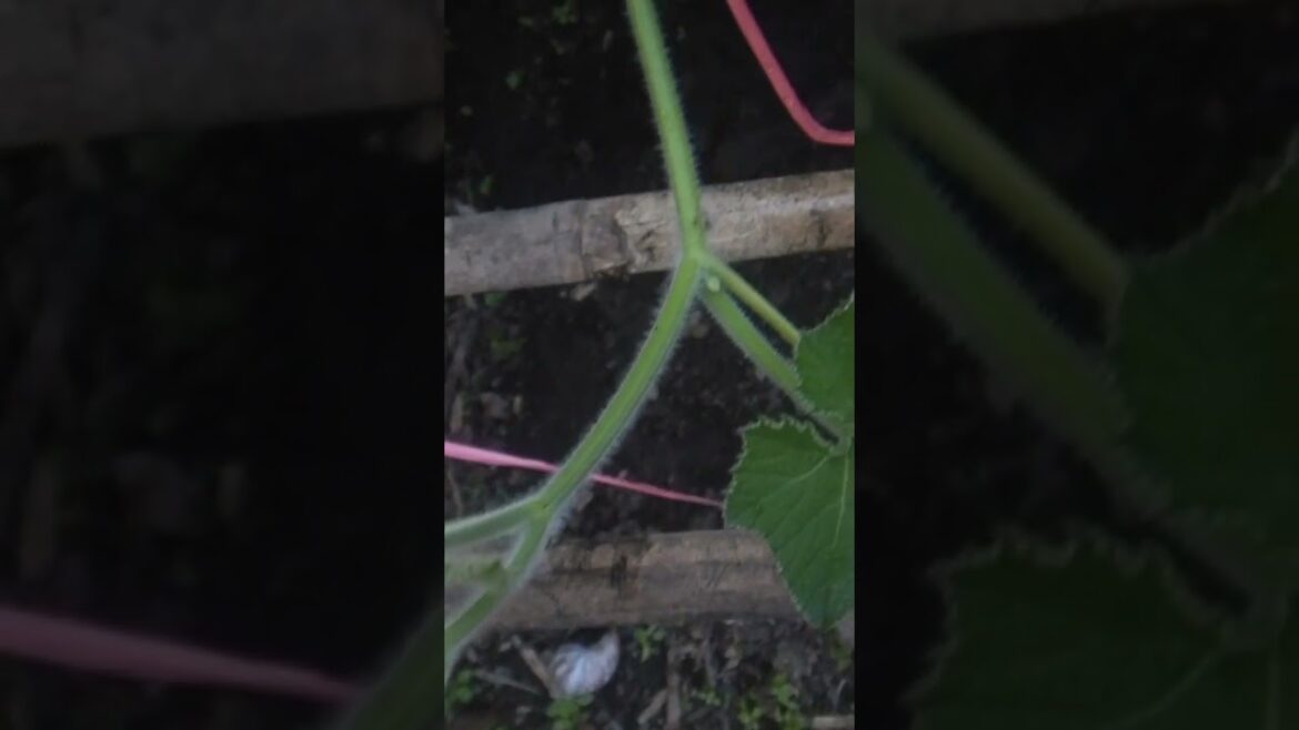 Vegetabels  #nature #vegetablegardening