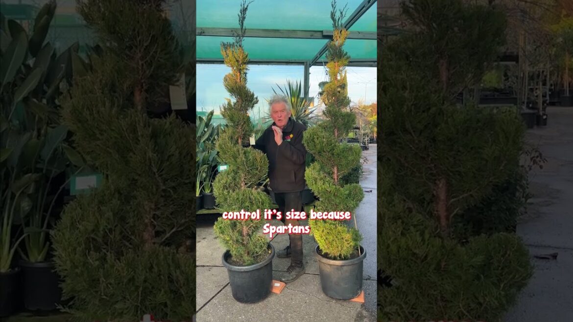 A Spiral Spartan Conifer is the Perfect Feature For a Formal Garden!