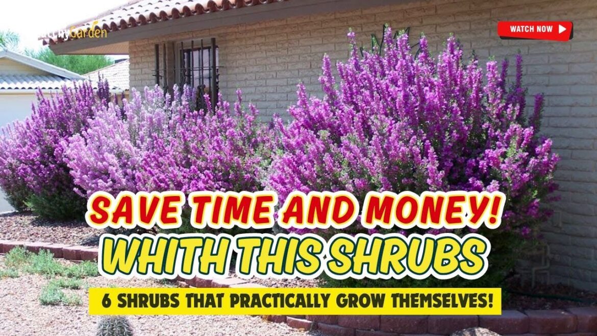 SAVE TIME & MONEY! 💰 6 SHRUBS THAT PRACTICALLY GROW THEMSELVES!🌿🌱🌳  // Gardening Ideas