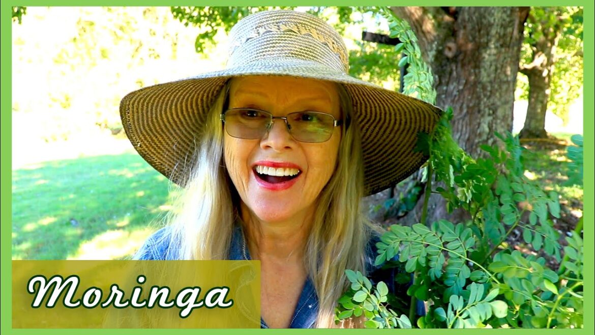 MORINGA Tree of Life | First Harvest Zone 7b!