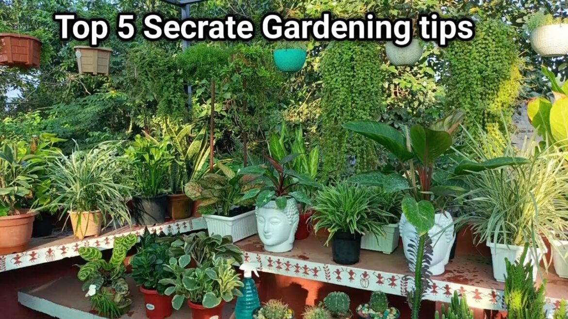 বাগান করার সেরা ৫ টি টিপস । top 5 gardening tips  | secrets tips | tips gardening tips and tricks