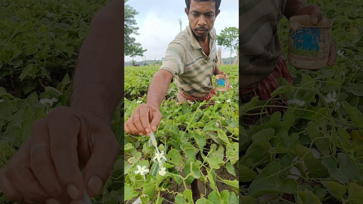 Early morning Hand Pollination is necessary in Pointed Gourd #shorts #short