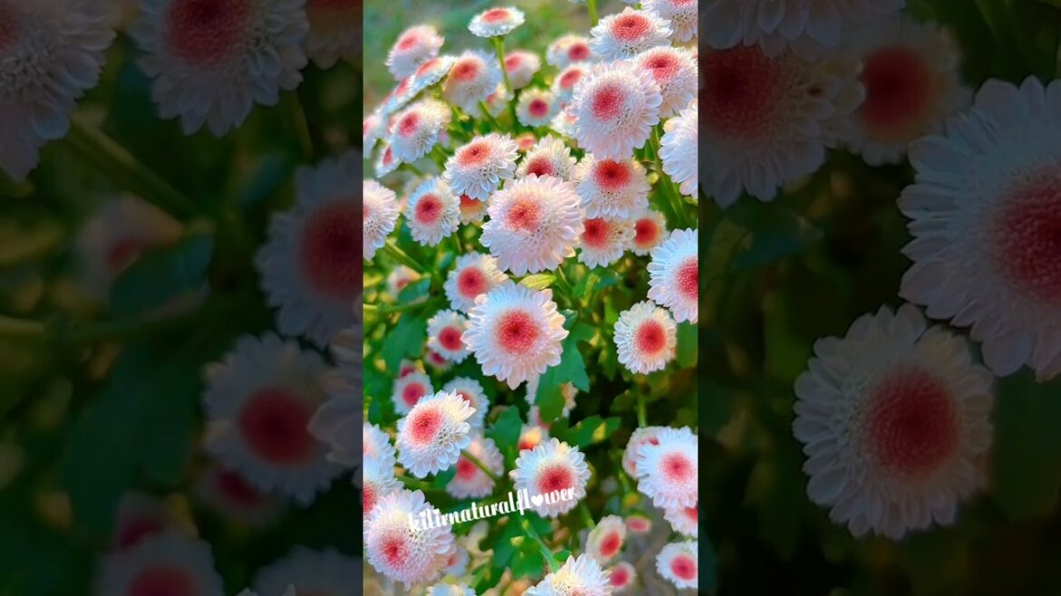 Most beautiful natural flowers collection #shorts #flowers #garden #whatsappstatus Most beautiful natural flowers collection #shorts #flowers #garden #whatsappstatus