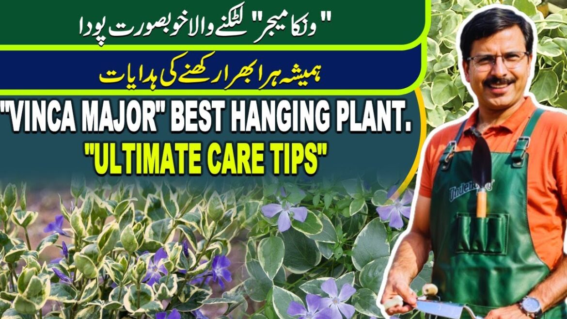 "Vinca Major"  Ultimate Care Tips | Best Hanging Plant | Gardening With Javed Iqbal