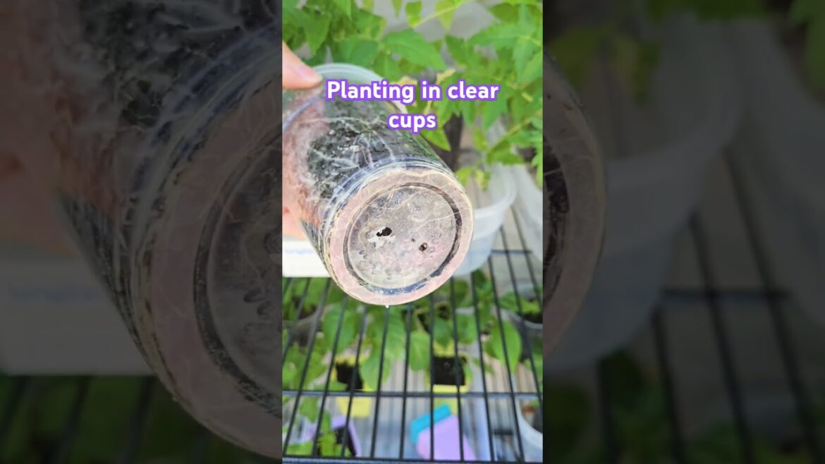 GAME CHANGER 🌱 #shorts #garden #tips #plants #veggies #backyard #homestead #update #gamechanger