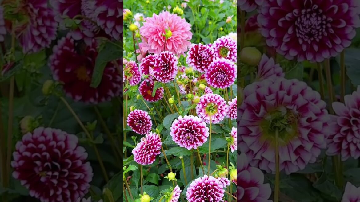BeautifulDahlia natural flowers garden #Shorts #status BeautifulDahlia natural flowers garden #Shorts #status