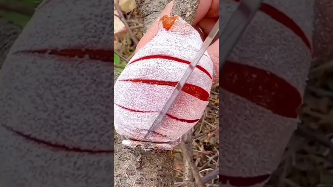 Beautiful, Tasty & Juicy Fruits #shorts Beautiful, Tasty & Juicy Fruits #shorts