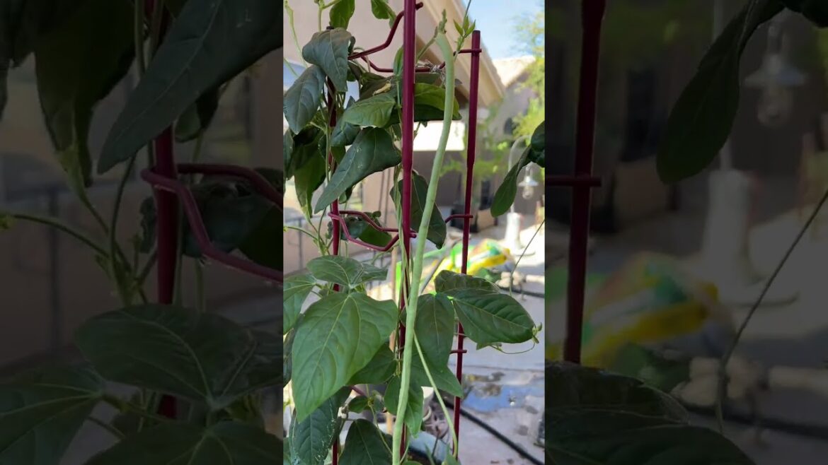 Container Gardening - Growing Yard Long Beans