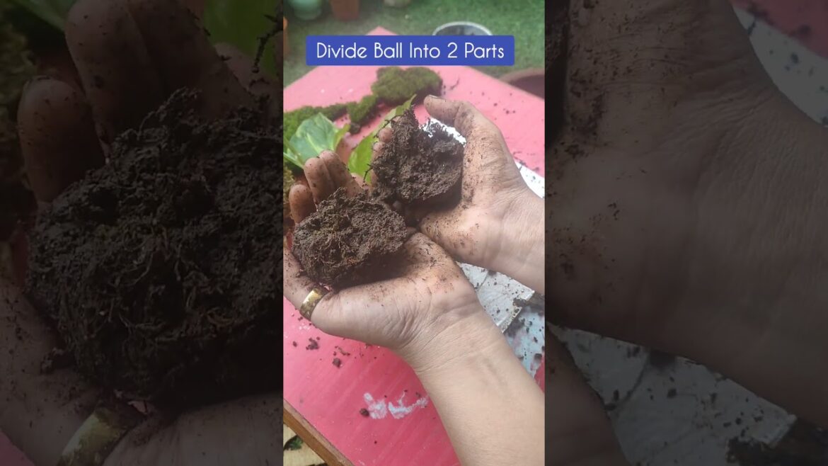 Learn Japanese Garden Art - Kokedama #shorts #short #gardening