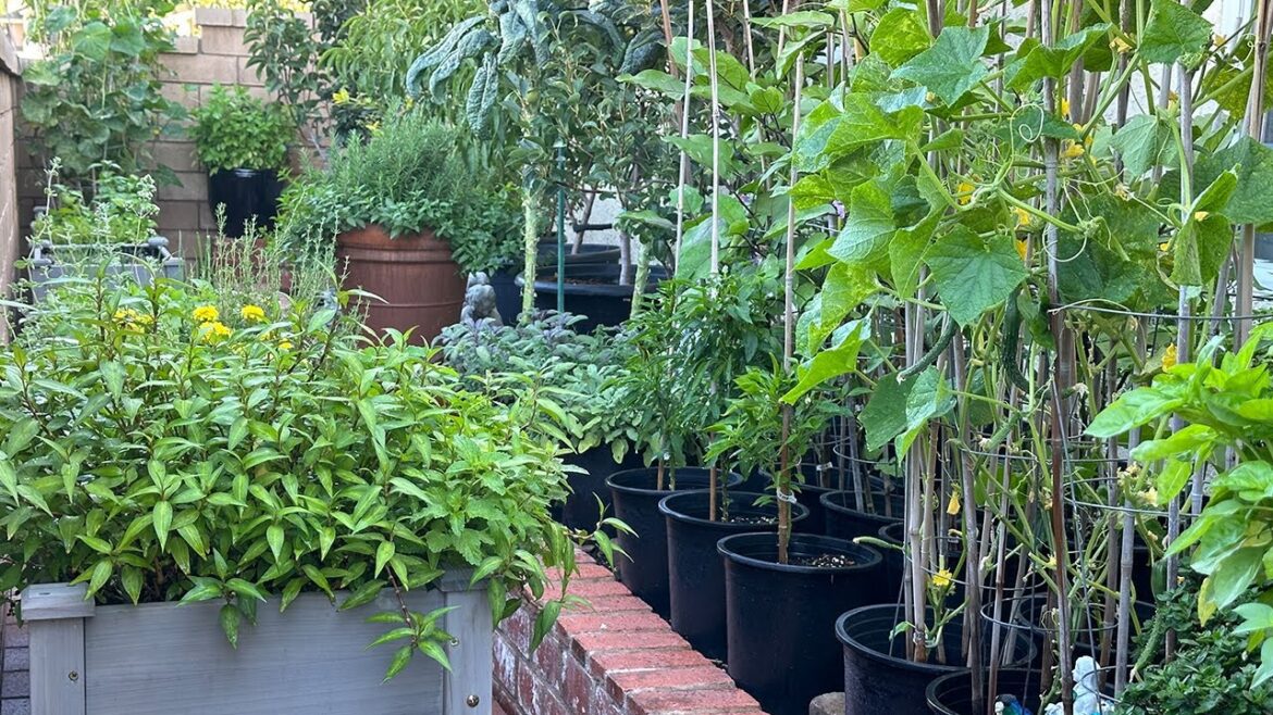 Plans for my Vegetable and Herb Garden in a narrow space