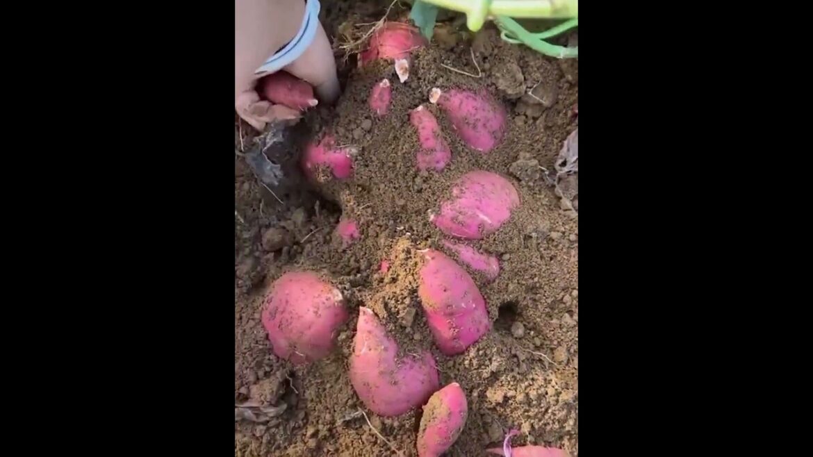 Harvest Sweet Potatoes #garden  #cooking #agtechinfo  #farming #potatoes #shakarkandi