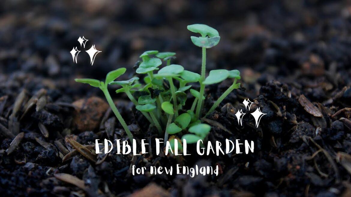 Edible New England Fall Garden #Gardening #Fall #Edible #edibleGarden