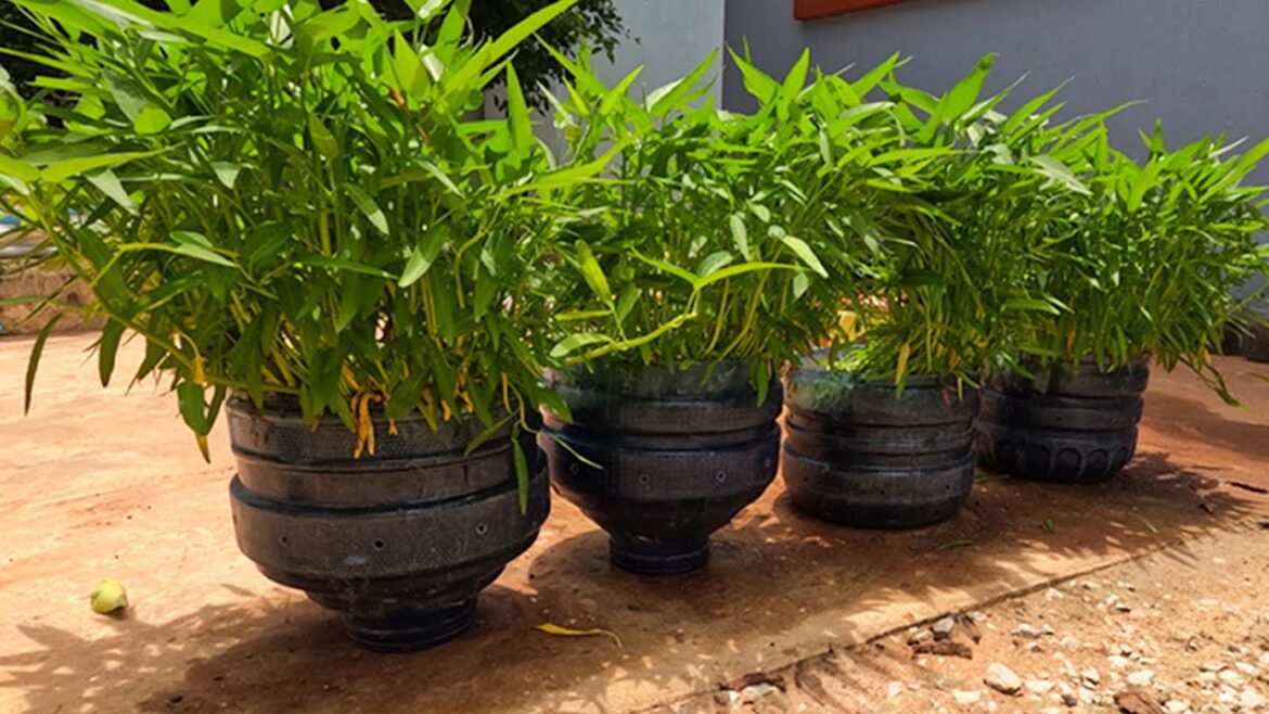 17 days easy growing water spinach/ good tips gardener #meimeigarden #happygarden #homegardening 17 days easy growing water spinach/ good tips gardener #meimeigarden #happygarden #homegardening