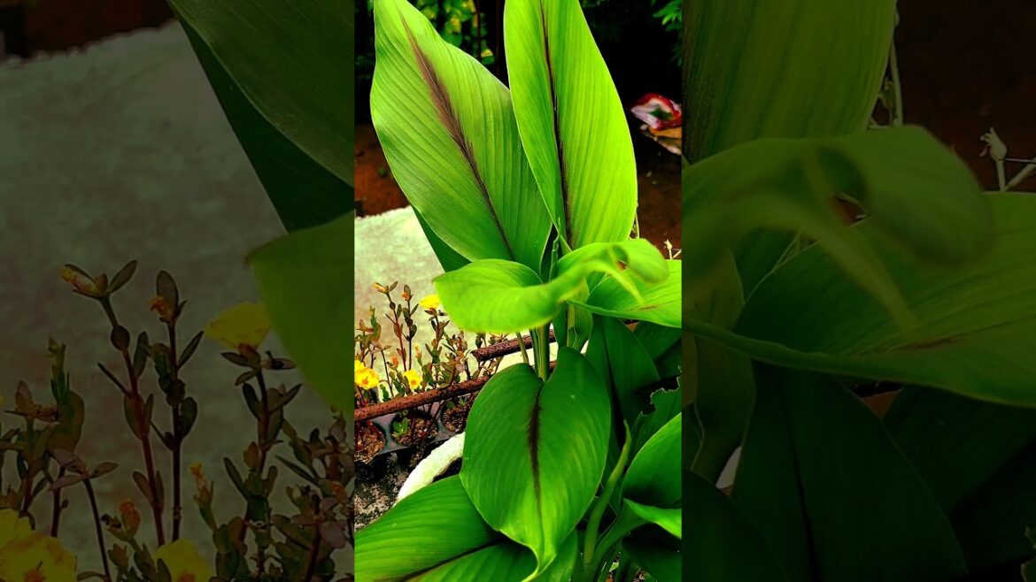 #shorts #shortvideo #garden #gardening Tips For The Garden #shorts #shortvideo #garden #gardening Tips For The Garden