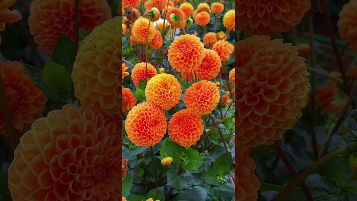 Dahlia pinnataPlant  #shorts #garden #flower